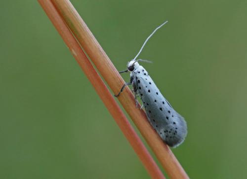 Yponomeuta sp.